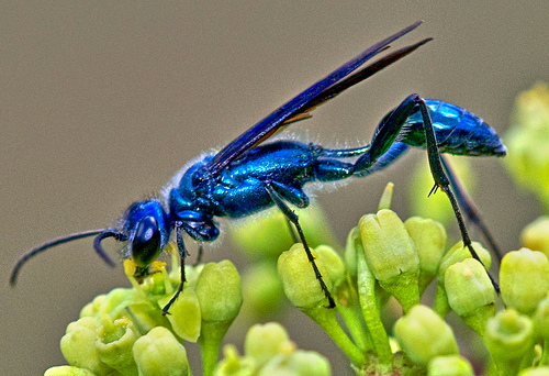 blue-wasp.jpg